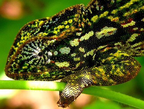 Carpet chameleon